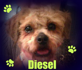 Diesel