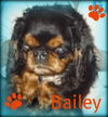 Bailey