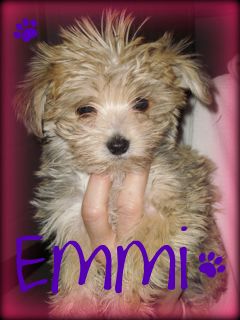 Emmi