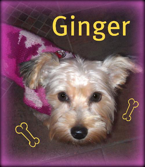 Ginger
