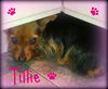 Tillie