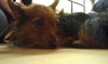 Tillie
