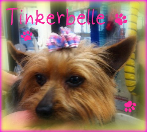 Tinkerbelle