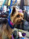 Tinkerbelle