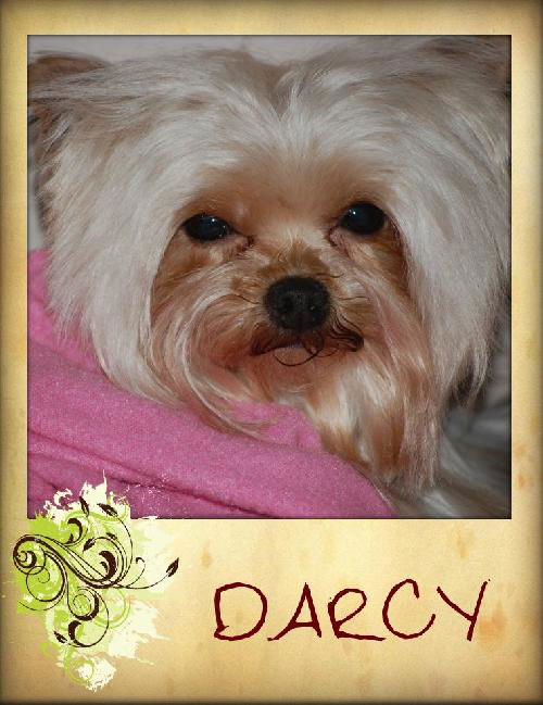 Darcy