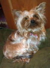 Minnie