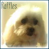 Raffles