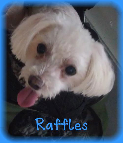 Raffles