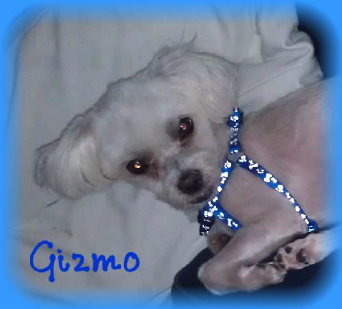 Gizmo