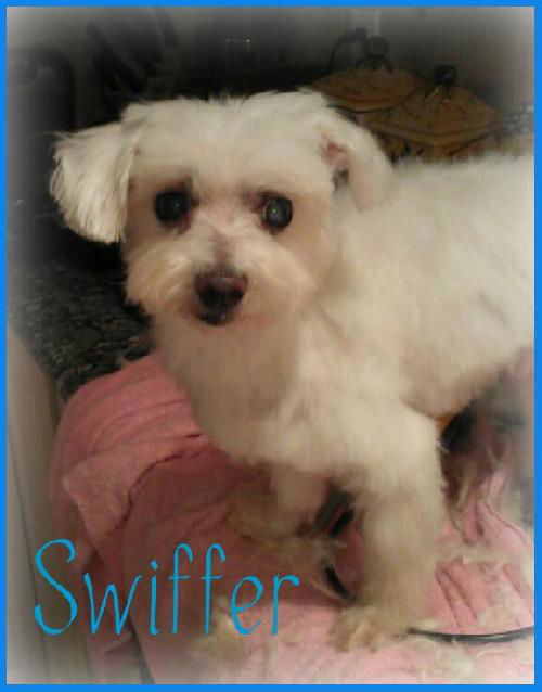 Swiffer