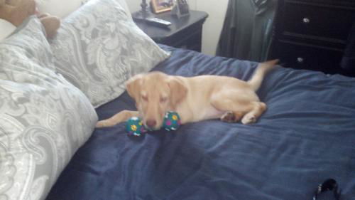 Pippi: Green-eyed Lab Puppy (Courtesy Post)