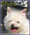 Shane
