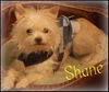 Shane