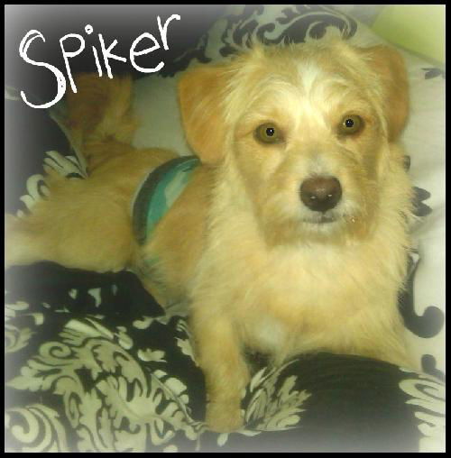 Spiker