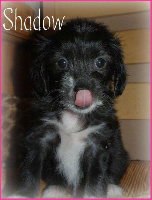 Shadow