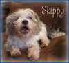 Skippy