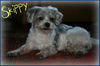 Skippy