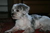 Skippy