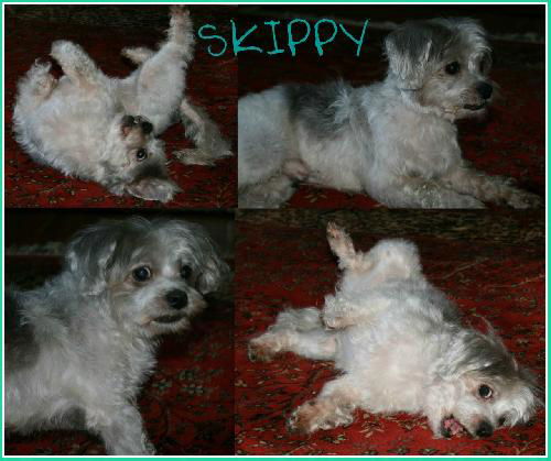 Skippy
