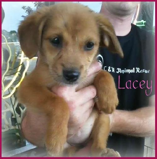 Lacey (Courtesy Post)