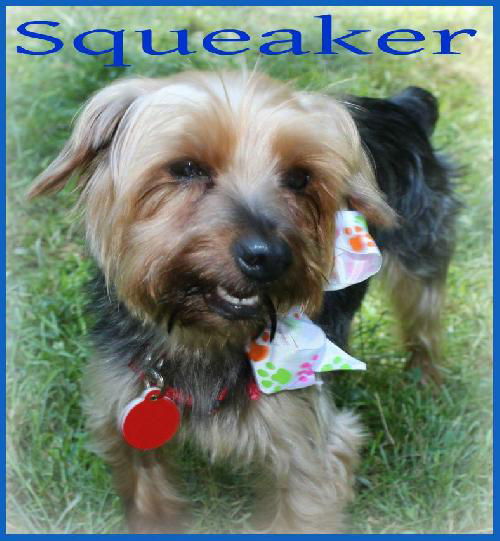 Squeaker