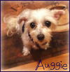 Auggie