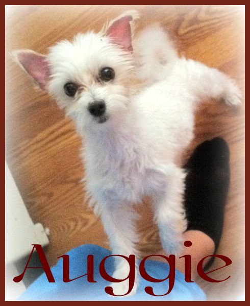 Auggie