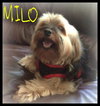 Milo