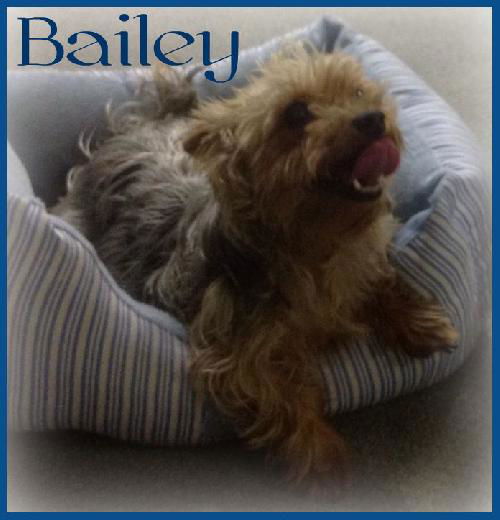 Bailey