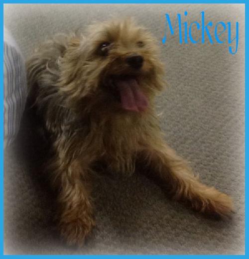Mickey