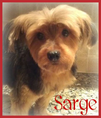 Sarge