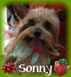 Sonny