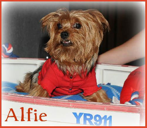 Alfie