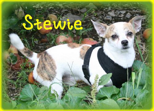 Stewie