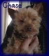 Chase