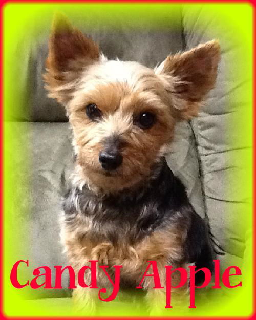 Candy Apple