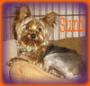 Suni