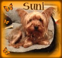 Suni