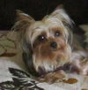 Tuffy
