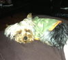 Tuffy