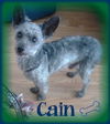 Cain