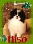 Miso
