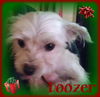 Doozer