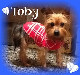 Toby