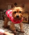 Toby