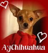 AyChihuahuah