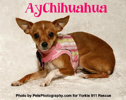 AyChihuahuah