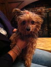 Trudy