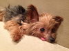 Trudy