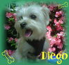 Diego